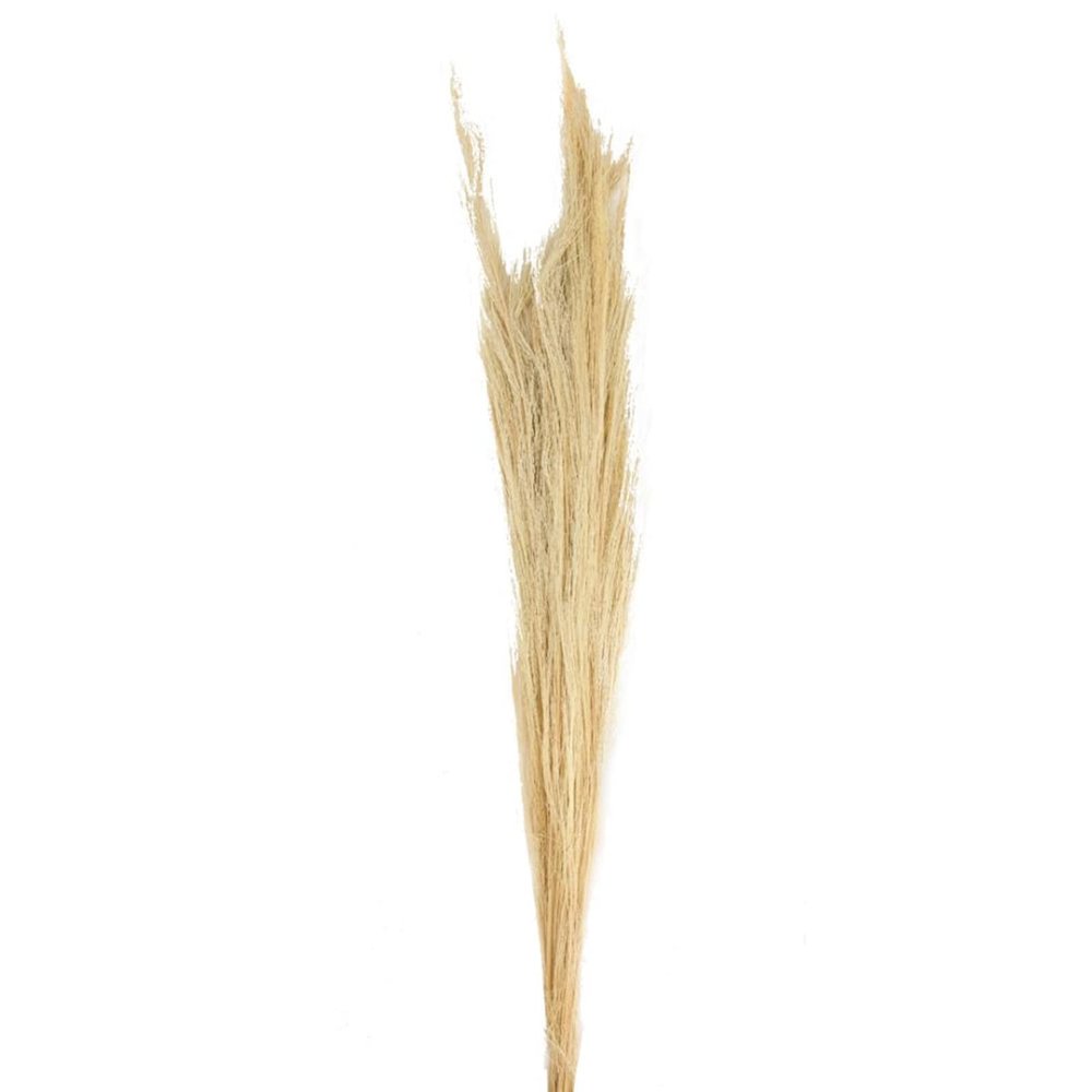 Dijk Natural Collections Light Natural Broom Grass - Thysanolaena - 90–105 cm - 100 g