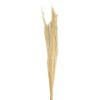 Dijk Natural Collections Light Natural Broom Grass - Thysanolaena - 90–105 cm - 100 g view 1