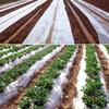 GYUEZX 5 x 17 m Clear Plastic Sheeting for Greenhouses and Tomato Tunnels view 4