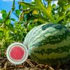 Funny Watermelon Magnet view 3