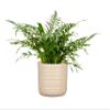 Scheurich Cottage Ceramic Flowerpot, Dry Reed, 19.6 cm Diameter, 17.9 cm High, 6.9 L view 2