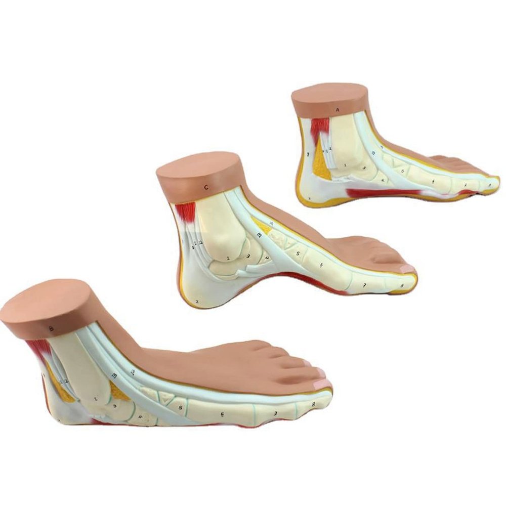 LBYLYH Human Foot Skeleton Model with Ligaments, Normal Foot, Flatfoot and High-Arch Foot Models