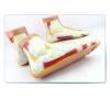 LBYLYH Human Foot Skeleton Model with Ligaments, Normal Foot, Flatfoot and High-Arch Foot Models view 2