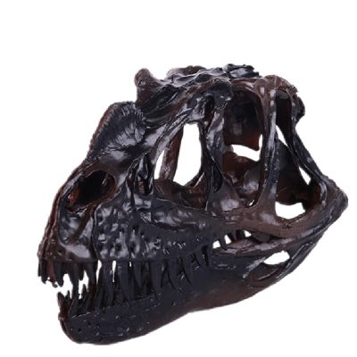 Ceratosaurus Dinosaur Skull Replica, Resin Display Model
