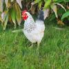 Fachhandel Plus Eva Hen Garden Statue, Realistic Chicken Decor view 1
