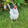 Fachhandel Plus Eva Hen Garden Statue, Realistic Chicken Decor view 2