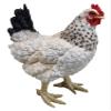 Fachhandel Plus Eva Hen Garden Statue, Realistic Chicken Decor view 3