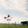 QHYXT Decorative Garden Wind Vane, Stainless Steel, Turkey view 4
