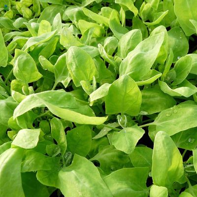120 Seeds for Green Gießpflanzen, Heritage Vegetable, Garden Method, Reproducible Farmer Seed, Semi-Wild