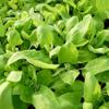 120 Seeds for Green Gießpflanzen, Heritage Vegetable, Garden Method, Reproducible Farmer Seed, Semi-Wild view 1