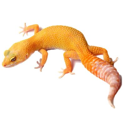 DOTUIARG 30 cm (11.81 in) Chameleon Lizard Wall Sticker for Home, Car