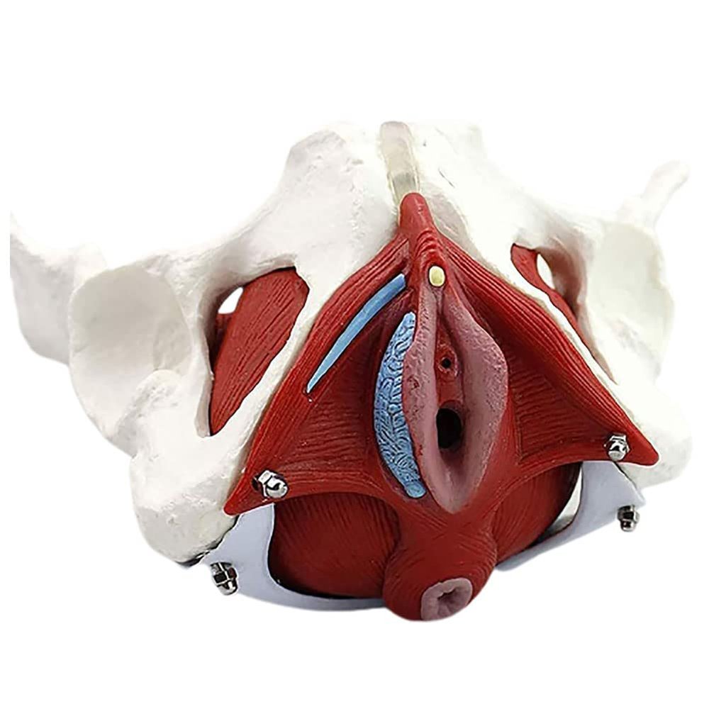 Life-Size Female Pelvis Anatomical Model with Pelvic Floor Muscles and Removable Organs