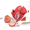 Life-Size Female Pelvis Anatomical Model with Pelvic Floor Muscles and Removable Organs view 2