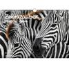 Zebra Magic Perpetual Calendar A3 – Soul Magic view 1
