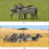 Zebra Magic Perpetual Calendar A3 – Soul Magic view 2