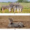 Zebra Magic Perpetual Calendar A3 – Soul Magic view 3