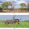 Zebra Magic Perpetual Calendar A3 – Soul Magic view 4