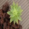 Gartenwelt Riegelsberger Decorative Chippings 1 kg, Ciotollo Lapillo, 20–40 mm view 4