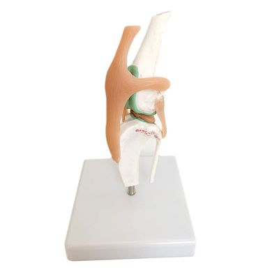 DYTAH Dog Knee Joint Model with Ligament