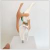 DYTAH Dog Knee Joint Model with Ligament view 2