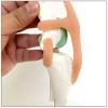 DYTAH Dog Knee Joint Model with Ligament view 4