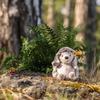 Steiff 074387 Soft Cuddly Friends Hedgy Hedgehog, 16 cm, Gray Mélange, Seasame view 3