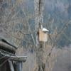 Premium Untreated Larch Wood Nesting Box for Great Tits, NABU-Style view 2