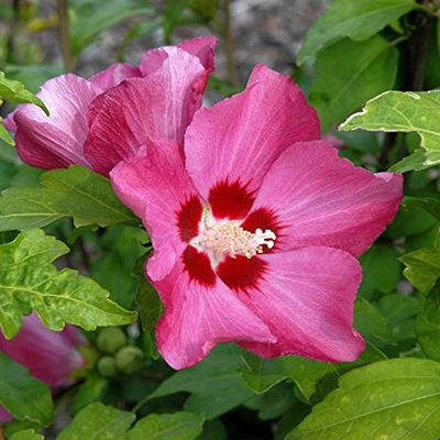 Rose Mallow 'Woodbridge' Standard Tree, 80–100 cm – Live Garden Plant