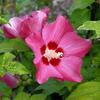 Rose Mallow 'Woodbridge' Standard Tree, 80–100 cm – Live Garden Plant view 1