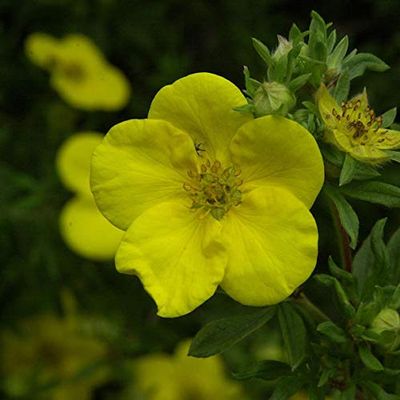 10x Goldfinger Shrubby Cinquefoil - Potentilla fruticosa - Live Garden Plants from Nurseries