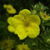 10x Goldfinger Shrubby Cinquefoil - Potentilla fruticosa - Live Garden Plants from Nurseries view 1