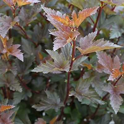 Little Joker Ninebark 40–60 cm – Physocarpus opulifolius 'Midnight' – Live Garden Plant