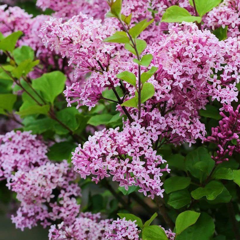 Dwarf Lilac Lillifee 60–80 cm – Syringa meyeri – Live Garden Plant from the Nursery