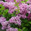 Dwarf Lilac Lillifee 60–80 cm – Syringa meyeri – Live Garden Plant from the Nursery view 1