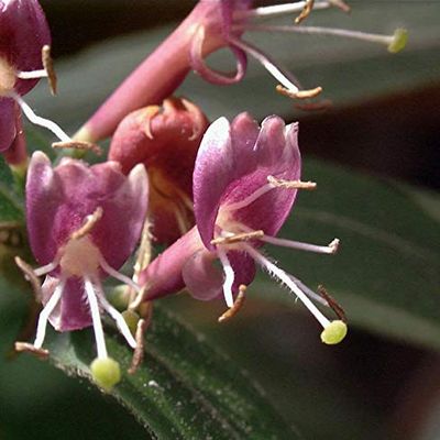 Evergreen Honeysuckle 60–80 cm – Lonicera henryi – Live Garden Plant from a Nursery