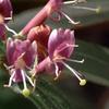 Evergreen Honeysuckle 60–80 cm – Lonicera henryi – Live Garden Plant from a Nursery view 1