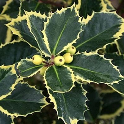 Yellow-Variegated Holly 'Aurea' 60–80 cm – Ilex aquifolium