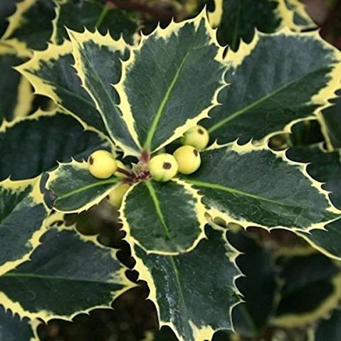 Yellow-Variegated Holly 'Aurea' 60–80 cm – Ilex aquifolium