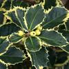 Yellow-Variegated Holly 'Aurea' 60–80 cm – Ilex aquifolium view 1