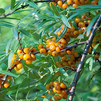 Sea Buckthorn 40–60 cm – Hippophae rhamnoides – Live Garden Plant