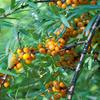 Sea Buckthorn 40–60 cm – Hippophae rhamnoides – Live Garden Plant view 1