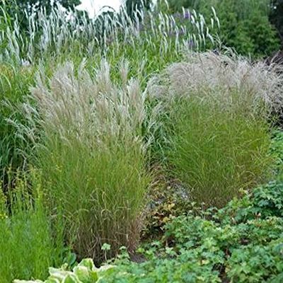 Chinese Silver Grass 'Ferner Osten' - Miscanthus sinensis - Live Garden Plant