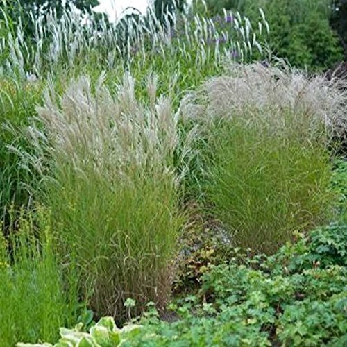 Chinese Silver Grass 'Ferner Osten' - Miscanthus sinensis - Live Garden Plant