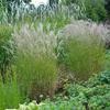 Chinese Silver Grass 'Ferner Osten' - Miscanthus sinensis - Live Garden Plant view 1