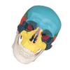 Colorful PVC Skull Model with Removable Top view 1