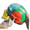 Colorful PVC Skull Model with Removable Top view 2