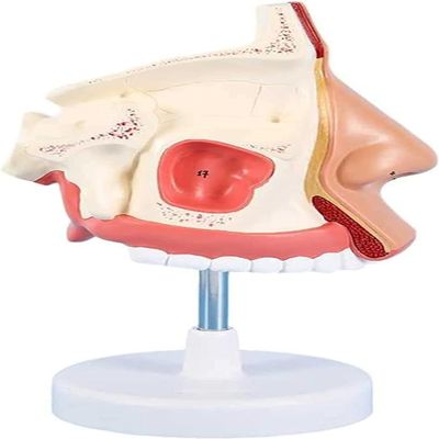 DYTAH 1:1 Realistic Human Nasal Cavity Model, Respiratory System Anatomical Model for Teaching