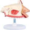 DYTAH 1:1 Realistic Human Nasal Cavity Model, Respiratory System Anatomical Model for Teaching view 1