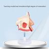 DYTAH 1:1 Realistic Human Nasal Cavity Model, Respiratory System Anatomical Model for Teaching view 2