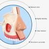 DYTAH 1:1 Realistic Human Nasal Cavity Model, Respiratory System Anatomical Model for Teaching view 3